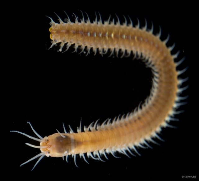 Leodice sp. "SS-0984" • © Rene Ong • All Rights Reserved