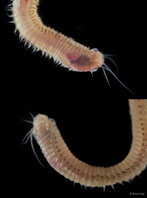 Marphysa sp. "SEA-4013" • © Rene Ong • All Rights Reserved