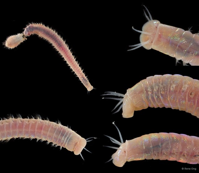 Marphysa sp. "SEA-6922" • © Rene Ong • All Rights Reserved