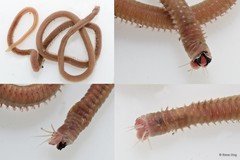 Marphysa mullawa Hutchings & Karageorgopoulos, 2003