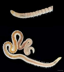 Lumbrineridae sp. "cf. Lumbrineridae ARM-0316"