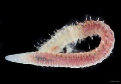 Lumbrineridae sp. "SEA-9127"