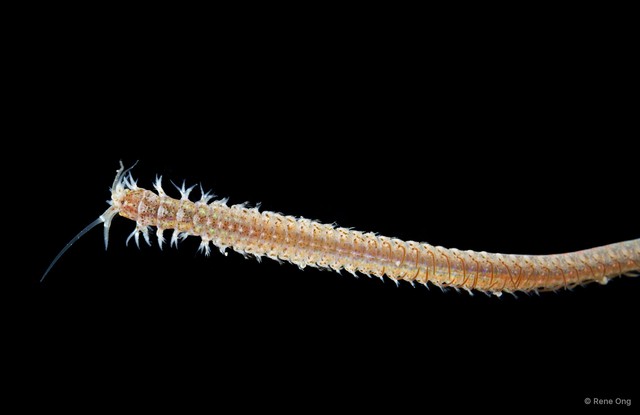 Onuphidae sp. "INT-0460" • © Rene Ong • All Rights Reserved