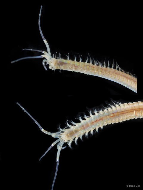 Onuphidae sp. "SEA-4014" • © Rene Ong • All Rights Reserved