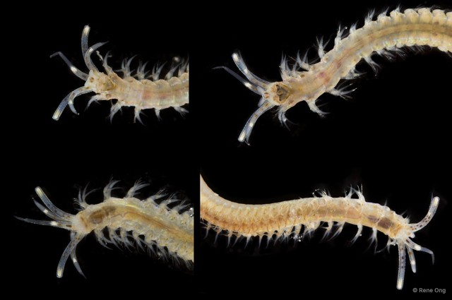 Onuphidae sp. "SEA-6839" • © Rene Ong • All Rights Reserved