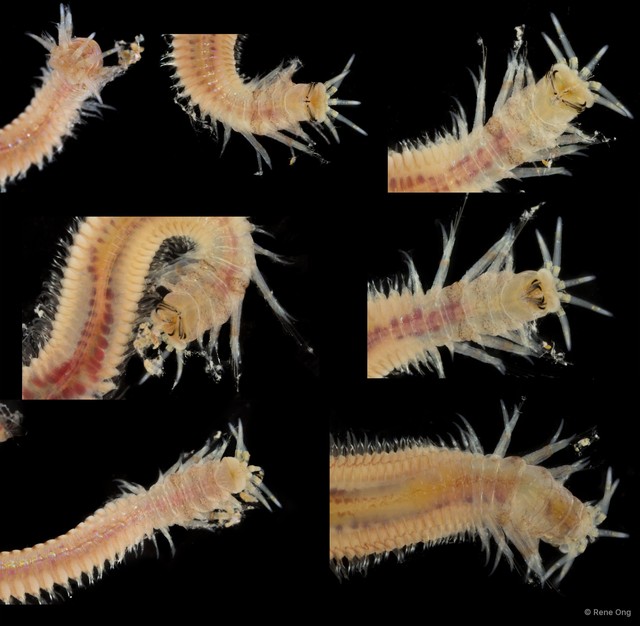 Onuphidae sp. "SEA-6840" • © Rene Ong • All Rights Reserved