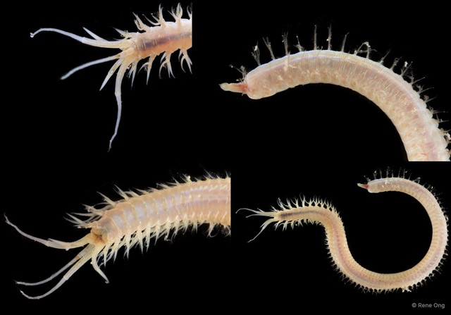 Onuphidae sp. "SEA-6944" • © Rene Ong • All Rights Reserved