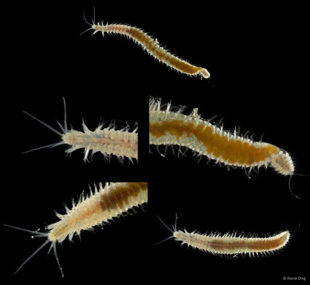 Onuphidae sp. "SEA-7021" • © Rene Ong • All Rights Reserved