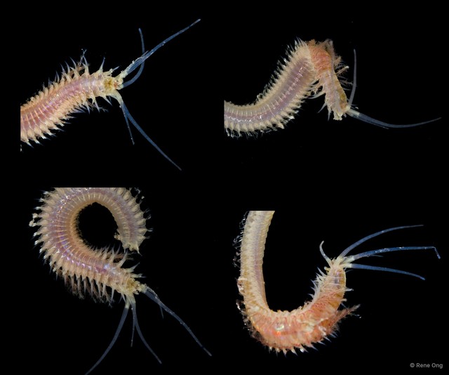 Diopatra sp. "5316-DR1-031" • © Rene Ong • All Rights Reserved