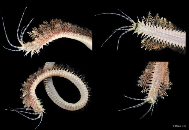 Diopatra sp. "JS-0612" • © Rene Ong • All Rights Reserved