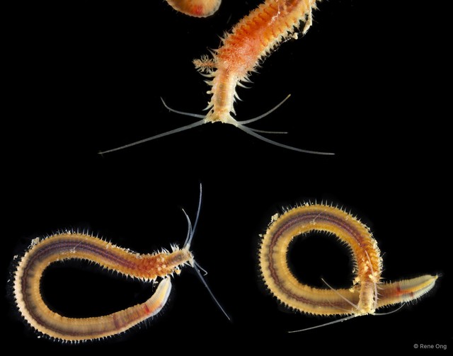 Diopatra sp. "SEA-3565" • © Rene Ong • All Rights Reserved