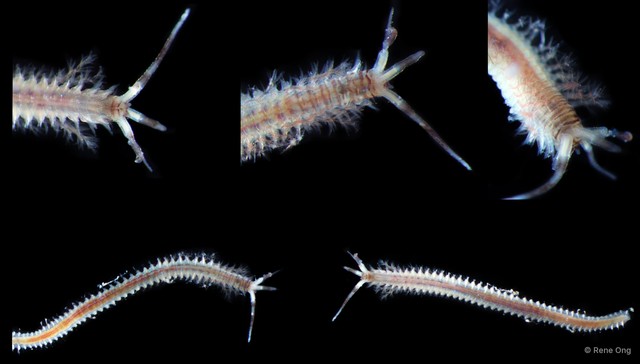 Diopatra sp. "SEA-6797" • © Rene Ong • All Rights Reserved