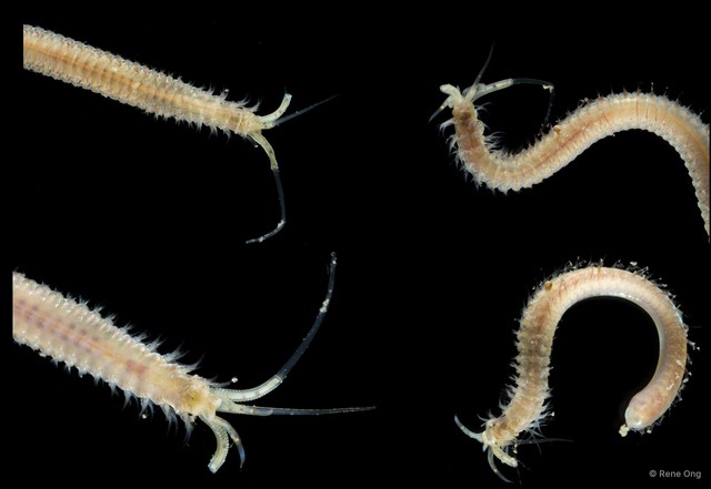 Onuphis sp. "SS-0081" • © Rene Ong • All Rights Reserved