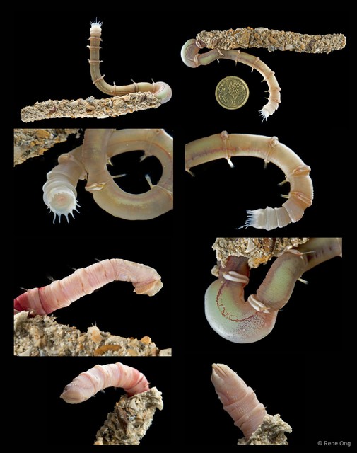 Euclymeninae sp. "INT-1196" • © Rene Ong • All Rights Reserved