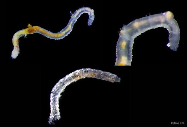 Maldanidae sp. "SEA-1391" • © Rene Ong • All Rights Reserved
