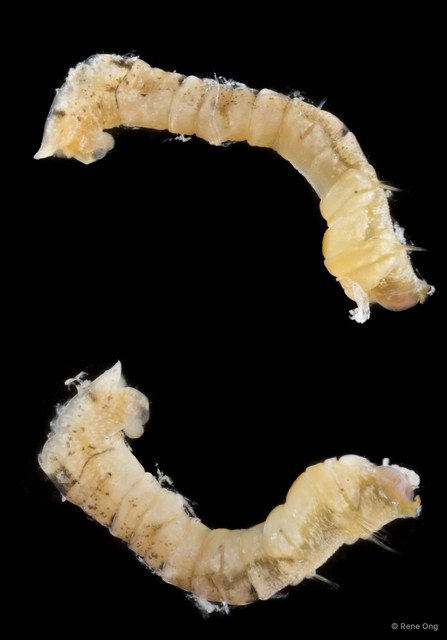 Maldaninae sp. "SEA-4172" • © Rene Ong • All Rights Reserved