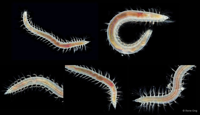 Opheliidae sp. "ARM-0327" • © Rene Ong • All Rights Reserved