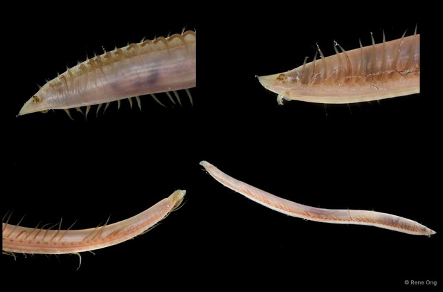 Opheliidae sp. "Armandia/Ophelina SEA-1124" • © Rene Ong • All Rights Reserved