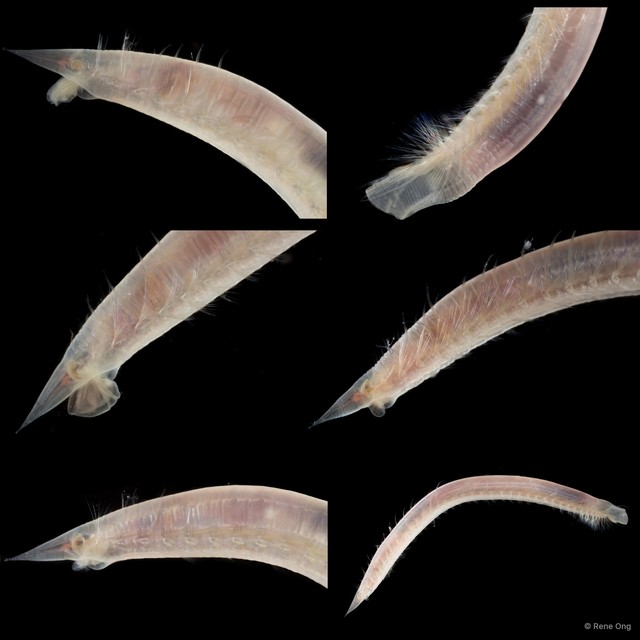 Armandia sp. "SEA-6737" • © Rene Ong • All Rights Reserved