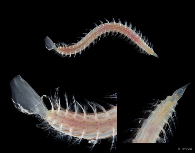 Armandia sp. "SUB-0981" • © Rene Ong • All Rights Reserved