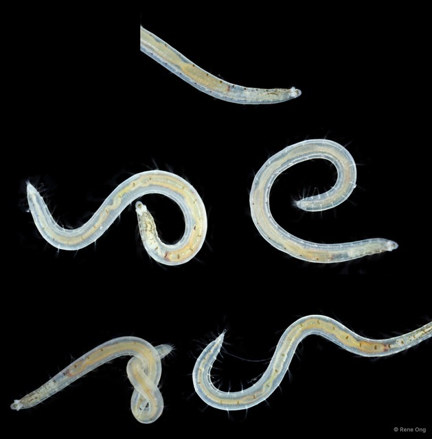Polyophthalmus sp. "INT-0898" • © Rene Ong • All Rights Reserved