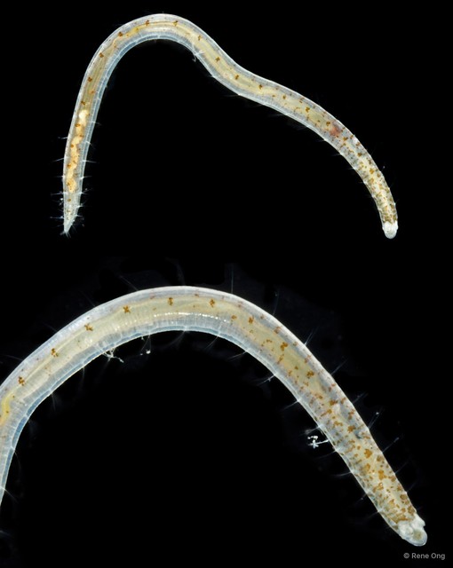 Polyophthalmus sp. "SUB-1264" • © Rene Ong • All Rights Reserved