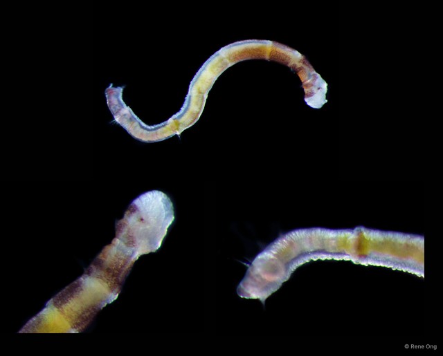Oweniidae sp. "cf. Galathowenia SEA-9112" • © Rene Ong • All Rights Reserved