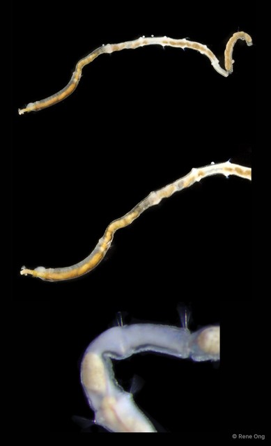 Oweniidae sp. "SEA-6815" • © Rene Ong • All Rights Reserved