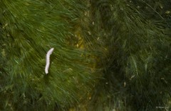 Phyllodocida sp. "597f4f65"