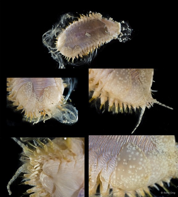 Acoetidae sp. "cf. Polyodontes SEA-0911" • © Rene Ong • All Rights Reserved