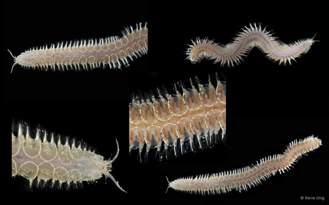 Acoetidae sp. "cf. Polyodontes SEA-3014" • © Rene Ong • All Rights Reserved