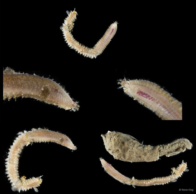 Acoetidae sp. "cf. Polyodontes SEA-4016" • © Rene Ong • All Rights Reserved