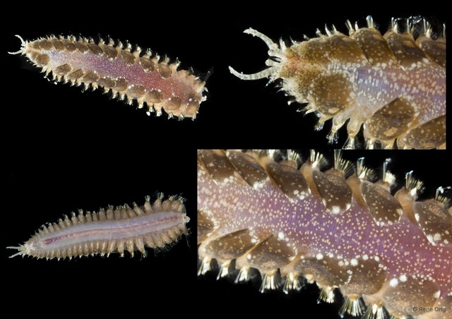 Acoetidae sp. "cf. Polyodontes SEA-4417" • © Rene Ong • All Rights Reserved