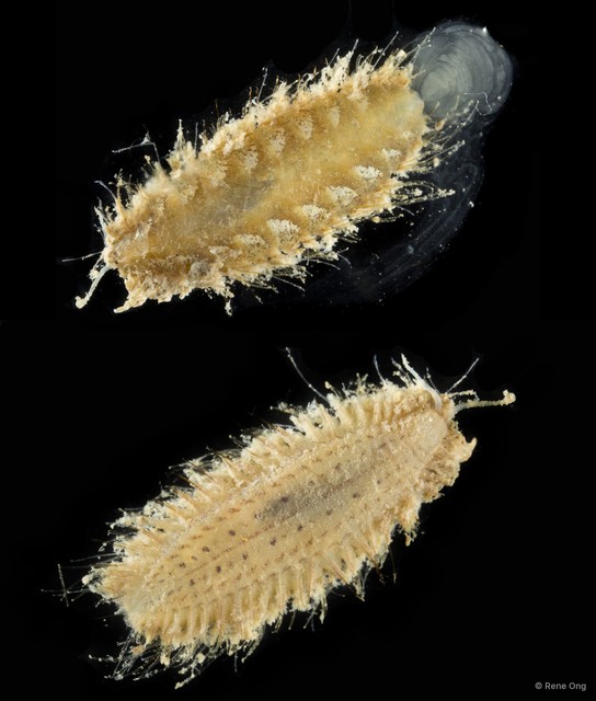 Aphroditidae sp. "3" • © Rene Ong • All Rights Reserved