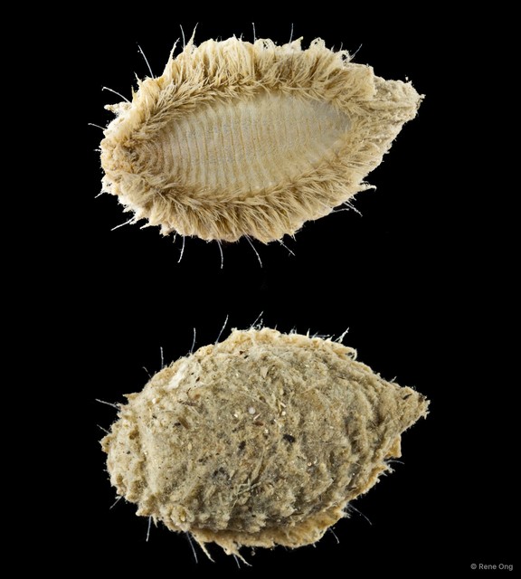 Aphroditidae sp. "4" • © Rene Ong • All Rights Reserved