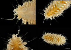 Aphroditidae sp. "cf. Laetmonice 5113DR1-006" • © Rene Ong • All Rights Reserved