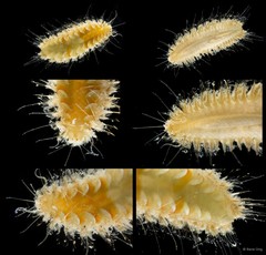Aphroditidae sp. "cf. Laetmonice 5113DR1-006" • © Rene Ong • All Rights Reserved