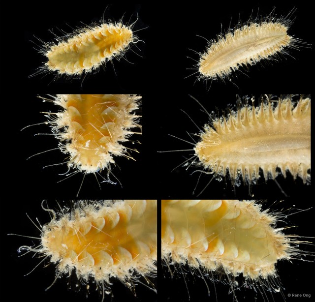 Aphroditidae sp. "cf. Laetmonice 5113DR1-006"