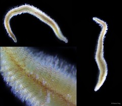 Chrysopetalidae sp. "5"