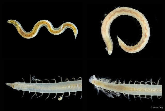 Glyceridae sp. "ARM-0116" • © Rene Ong • All Rights Reserved