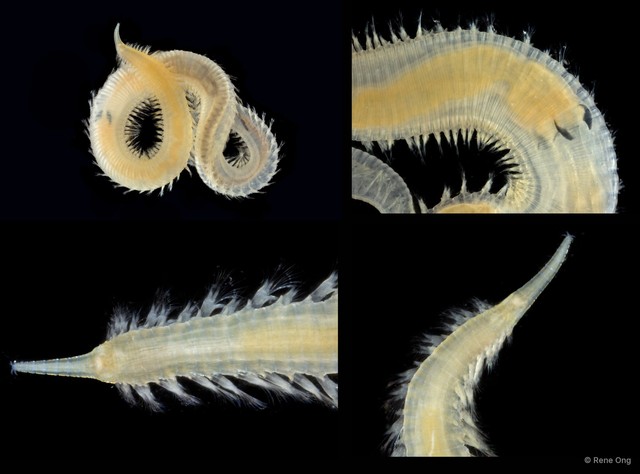 Glyceridae sp. "ARM-0317" • © Rene Ong • All Rights Reserved