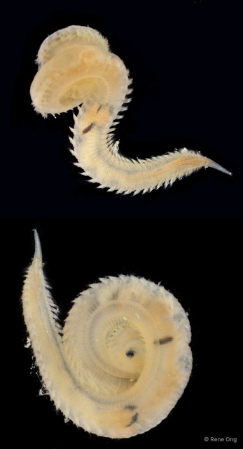 Glyceridae sp. "ARM-0420" • © Rene Ong • All Rights Reserved