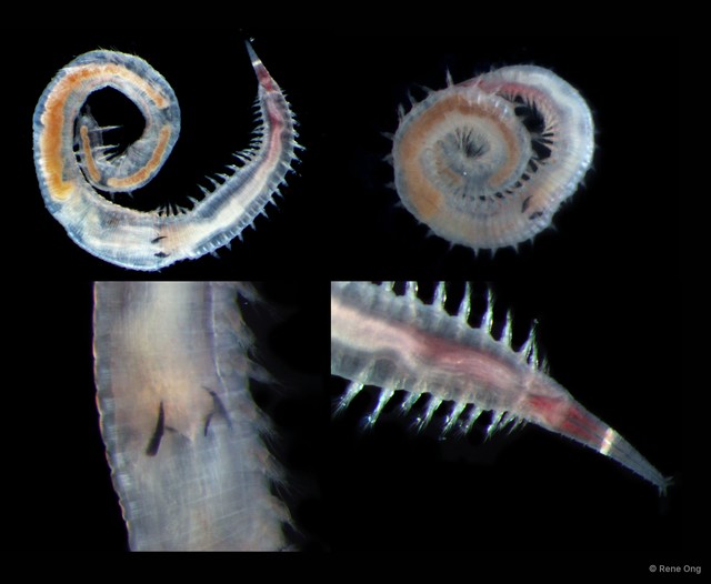 Glyceridae sp. "SEA-7636" • © Rene Ong • All Rights Reserved
