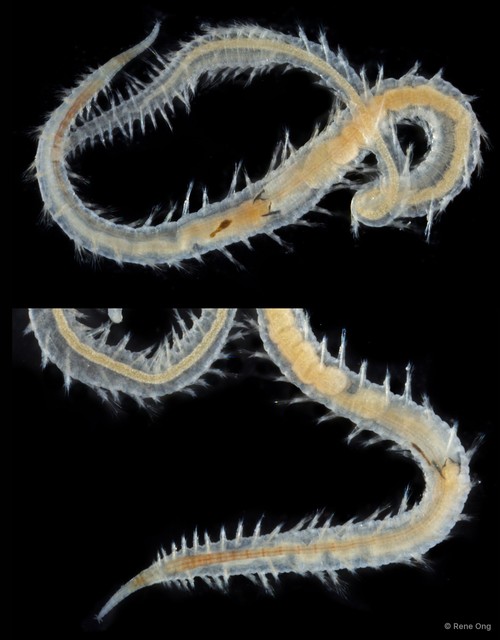 Glyceridae sp. "SEA-9111" • © Rene Ong • All Rights Reserved