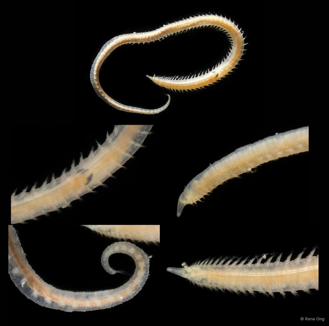 Glyceridae sp. "SS-4044" • © Rene Ong • All Rights Reserved