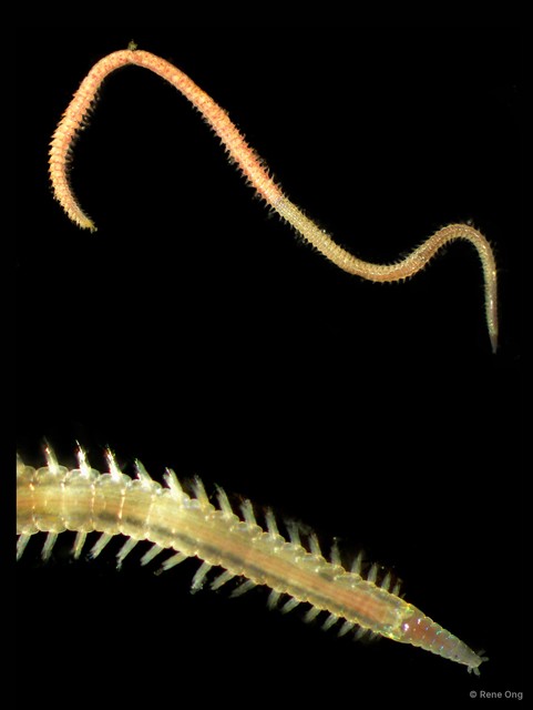 Goniadidae sp. "5113DR1-160" • © Rene Ong • All Rights Reserved