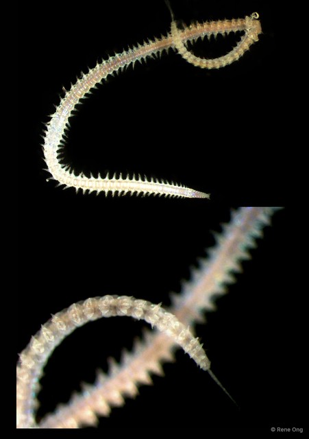 Goniadidae sp. "5113DR1-217" • © Rene Ong • All Rights Reserved