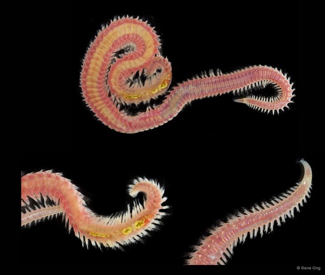 Goniadidae sp. "OTC-0263" • © Rene Ong • All Rights Reserved