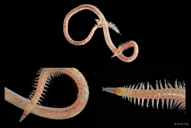 Goniadidae sp. "SEA-1685" • © Rene Ong • All Rights Reserved