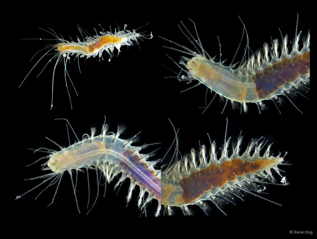 Hesionidae sp. "ARM-0115" • © Rene Ong • All Rights Reserved